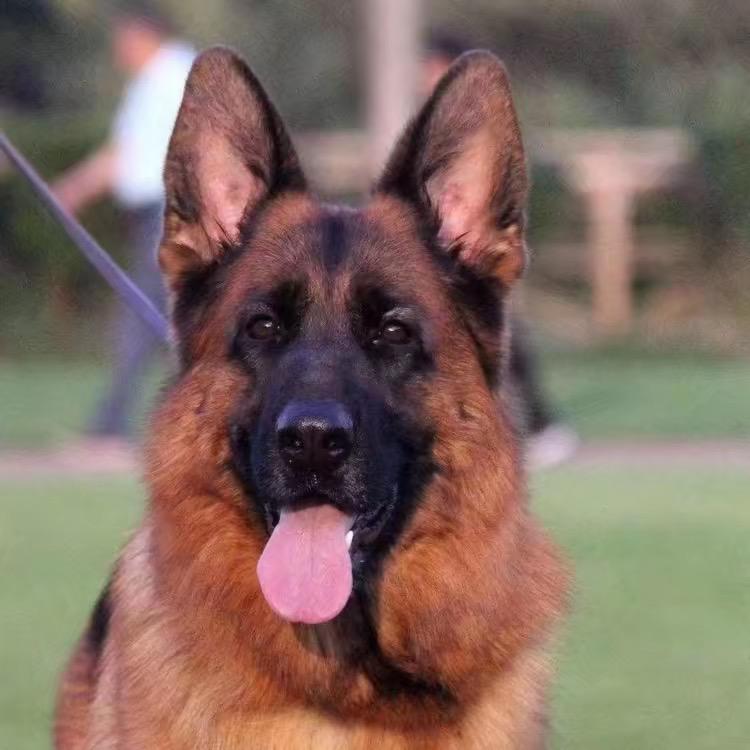 警犬联盟俱乐部