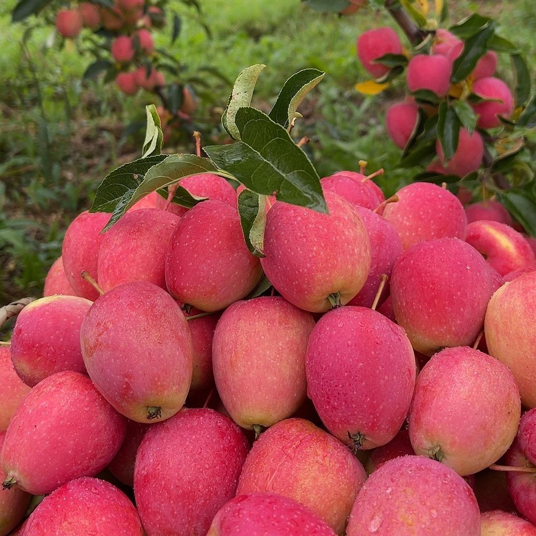 象牙山鸡心果