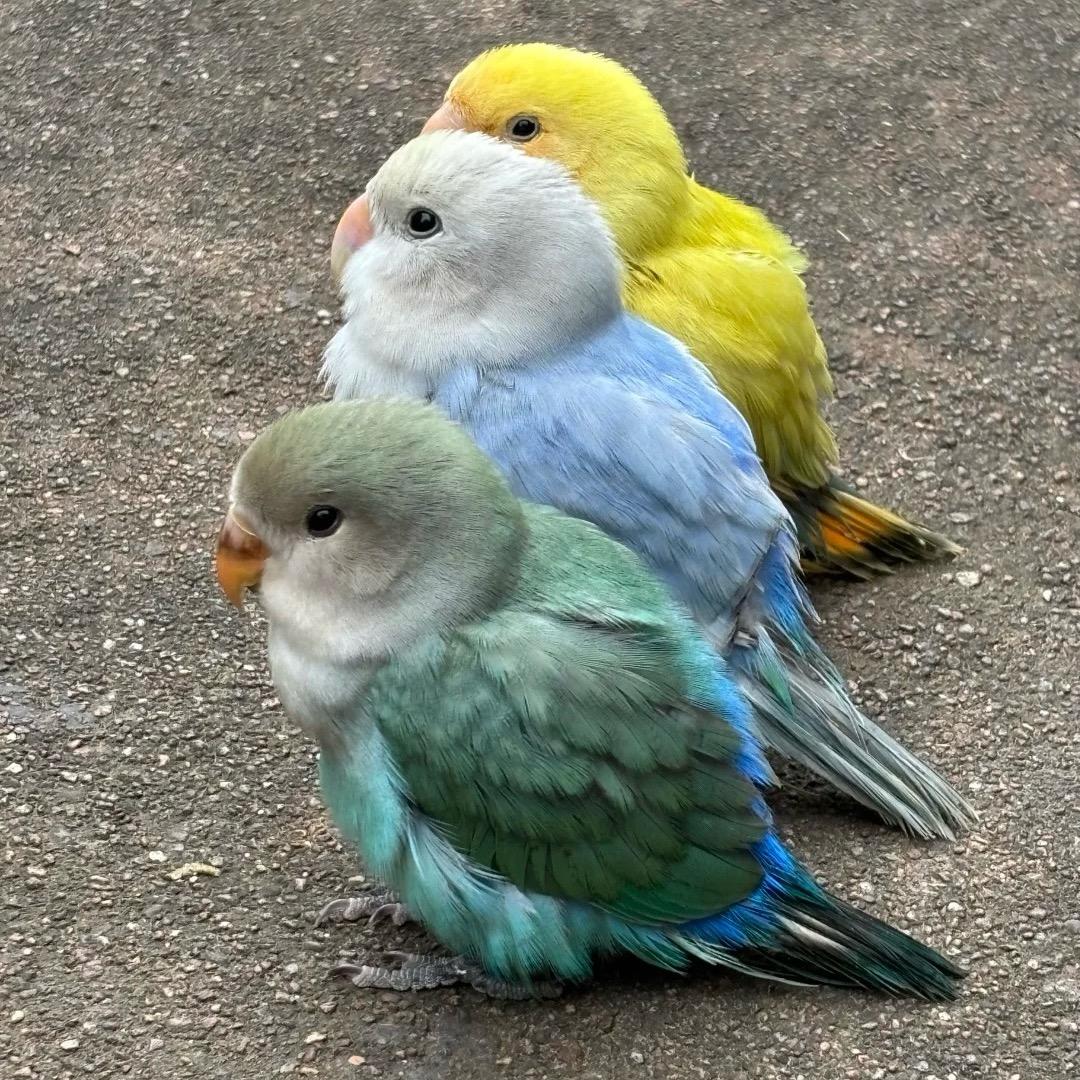 新手养殖（小鸡）