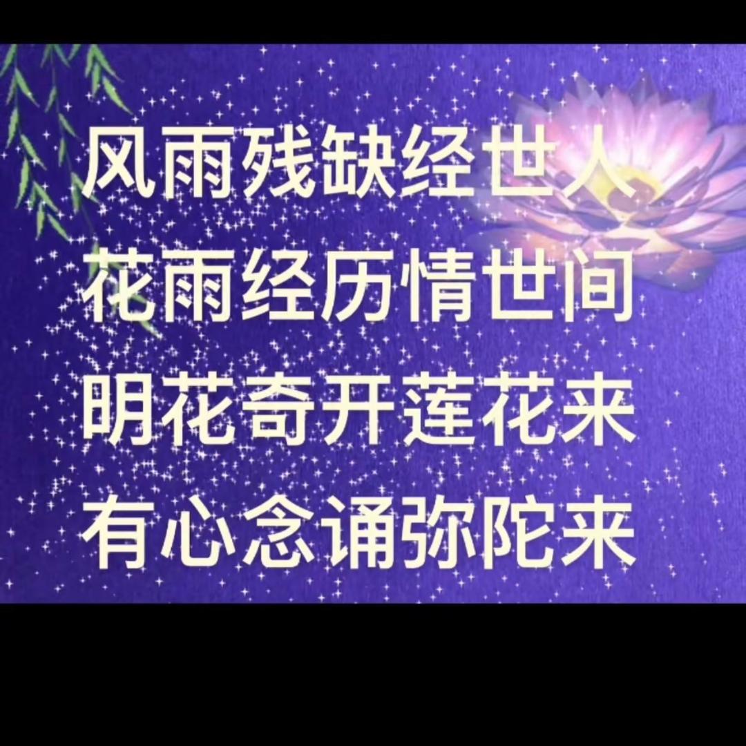 随愿回来