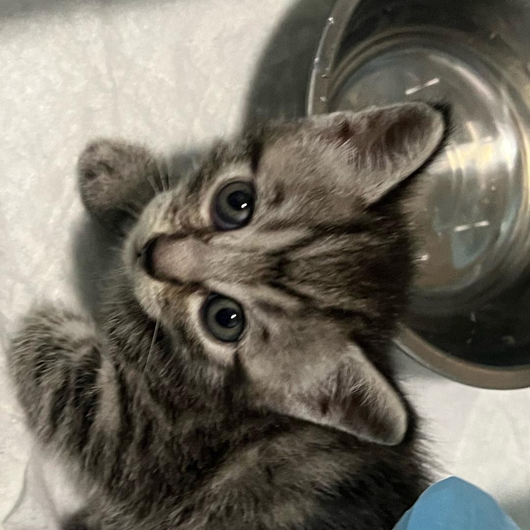 阿呆呆吃饭鱼鱼饭