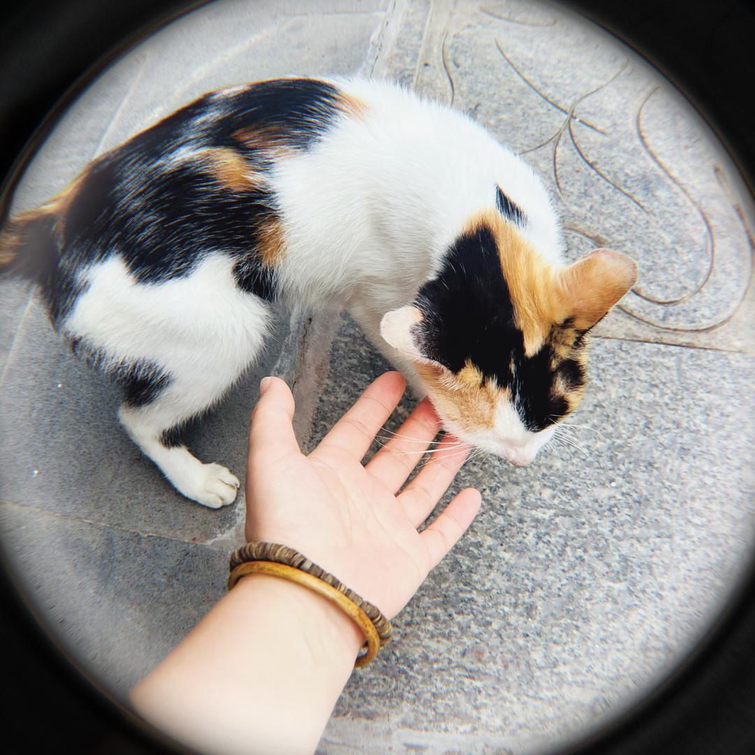 大脸猫🍓