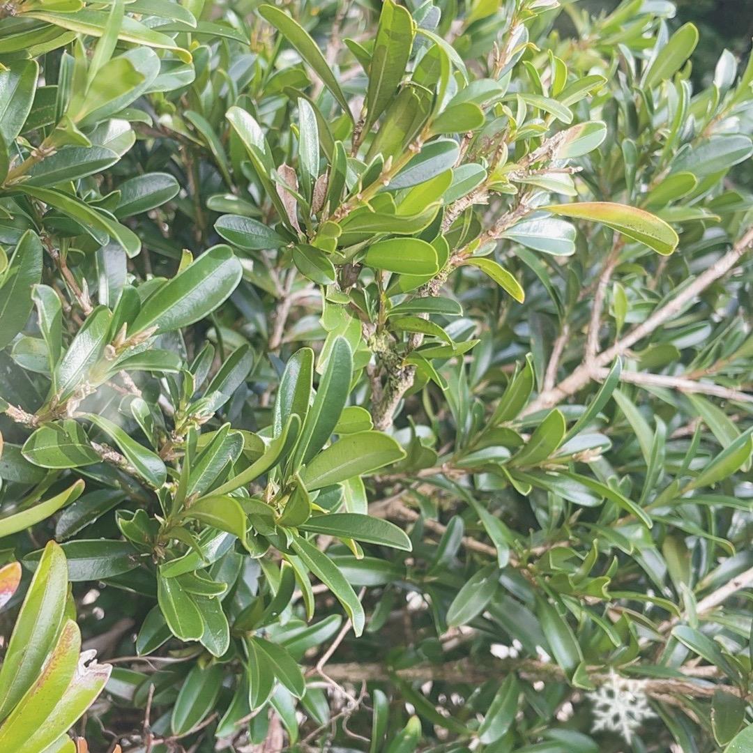 边境傣妹小田5号店