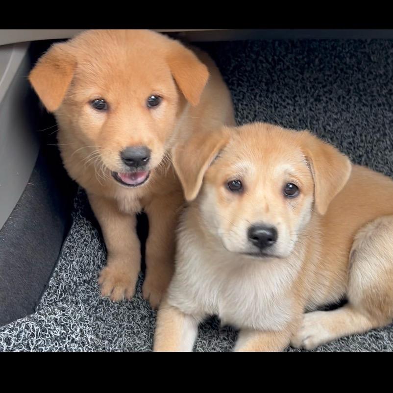 纯正广西田园犬