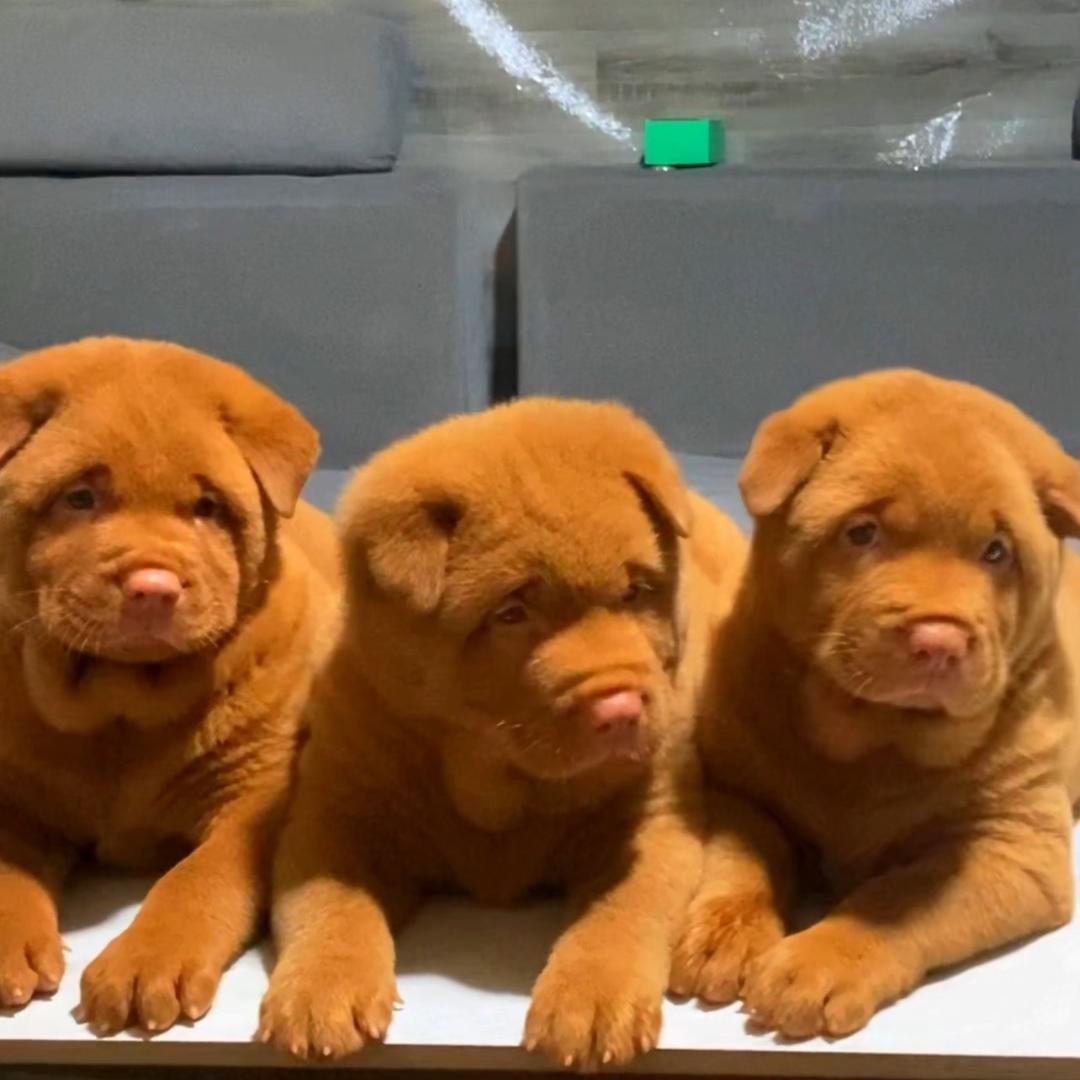 先森五红犬舍