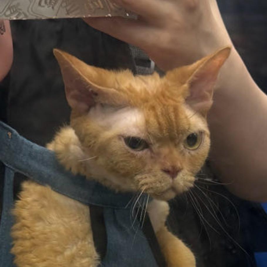 李大猬