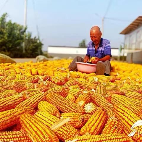 田丰收农资研究院