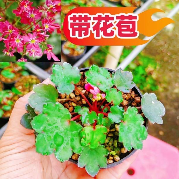 德艺兰园