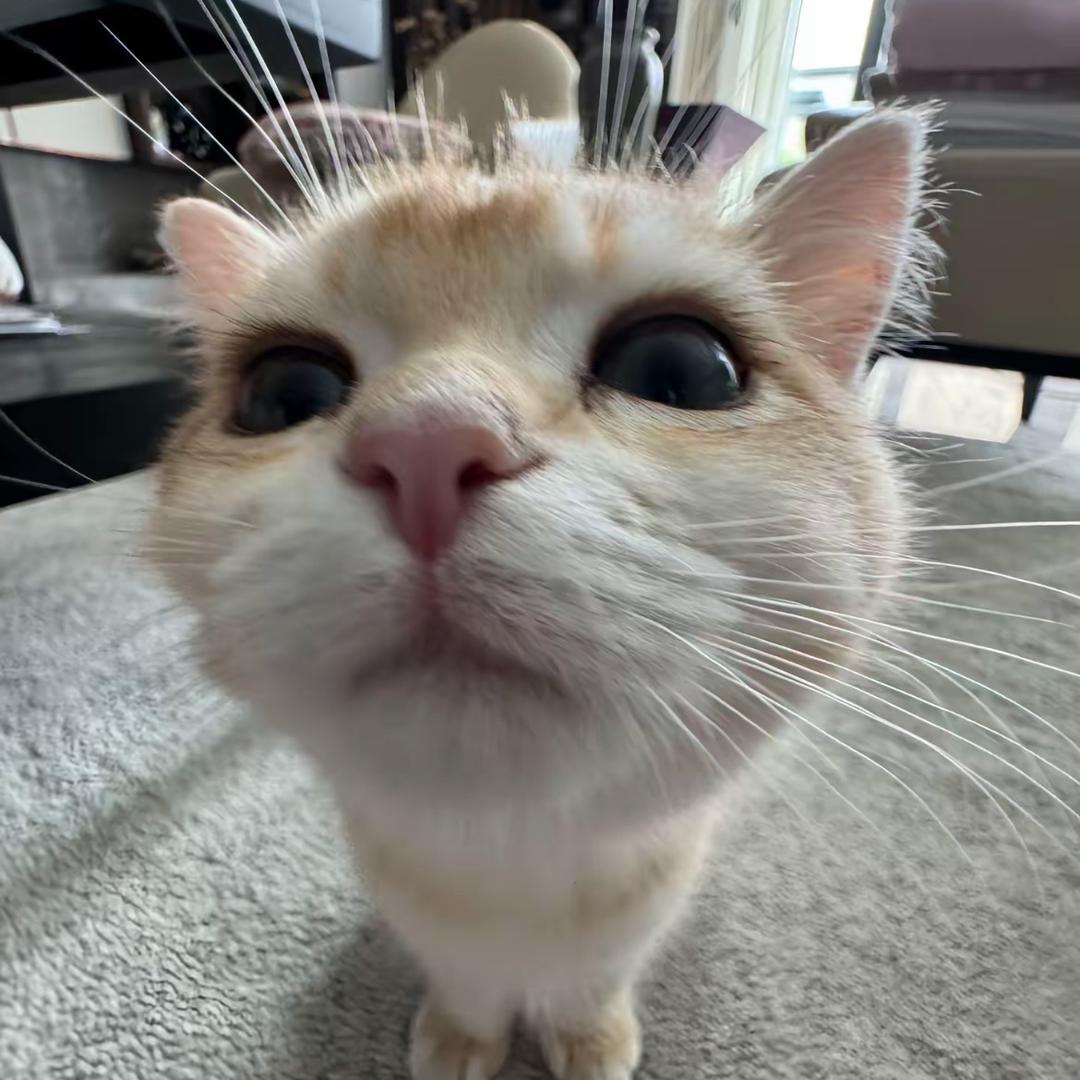 铁塔猫🐱