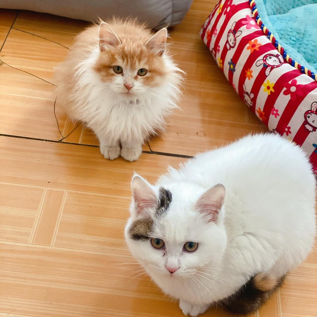 小咪和村里的小流浪们