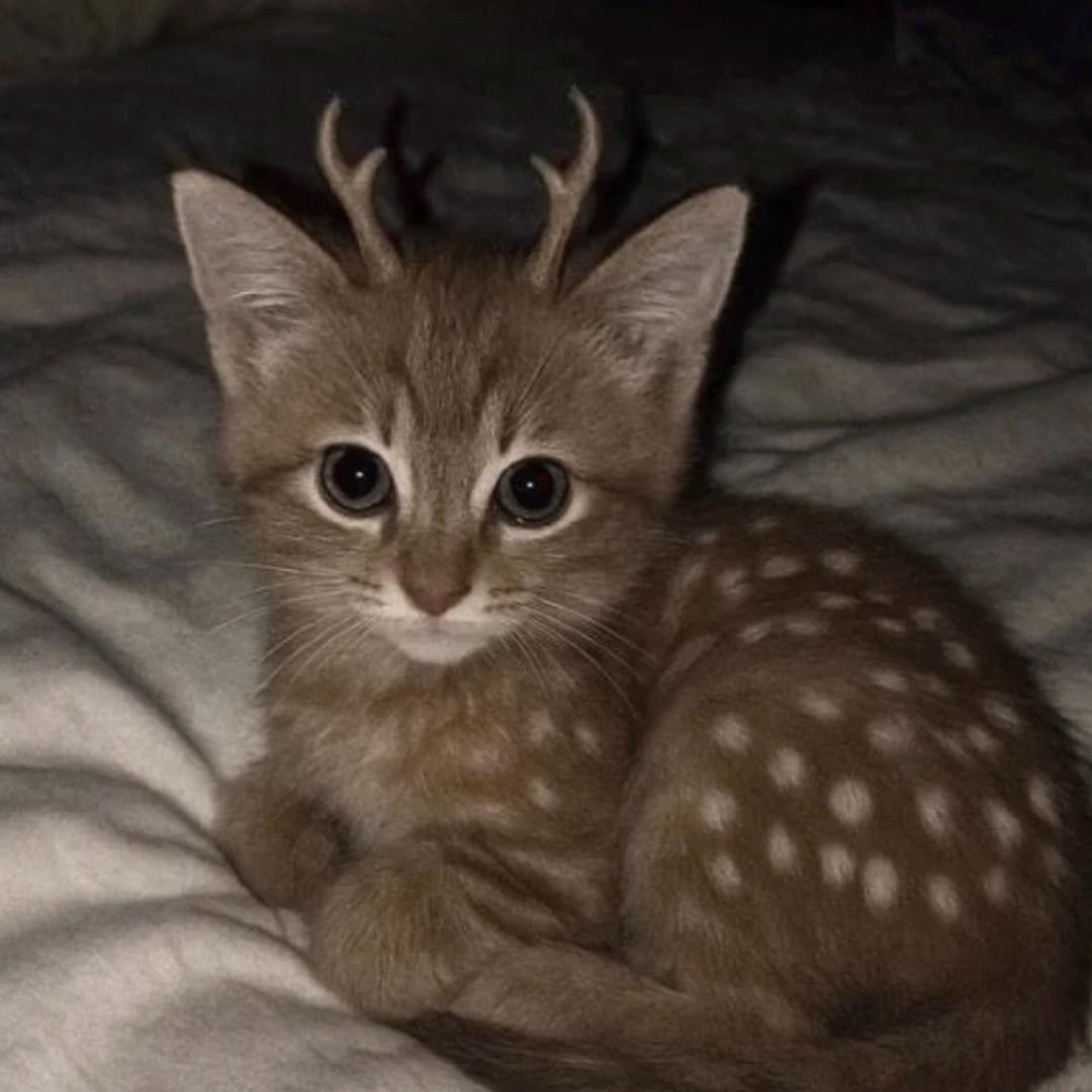 最も煩いは装逼の人