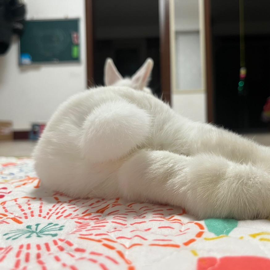 顾了了