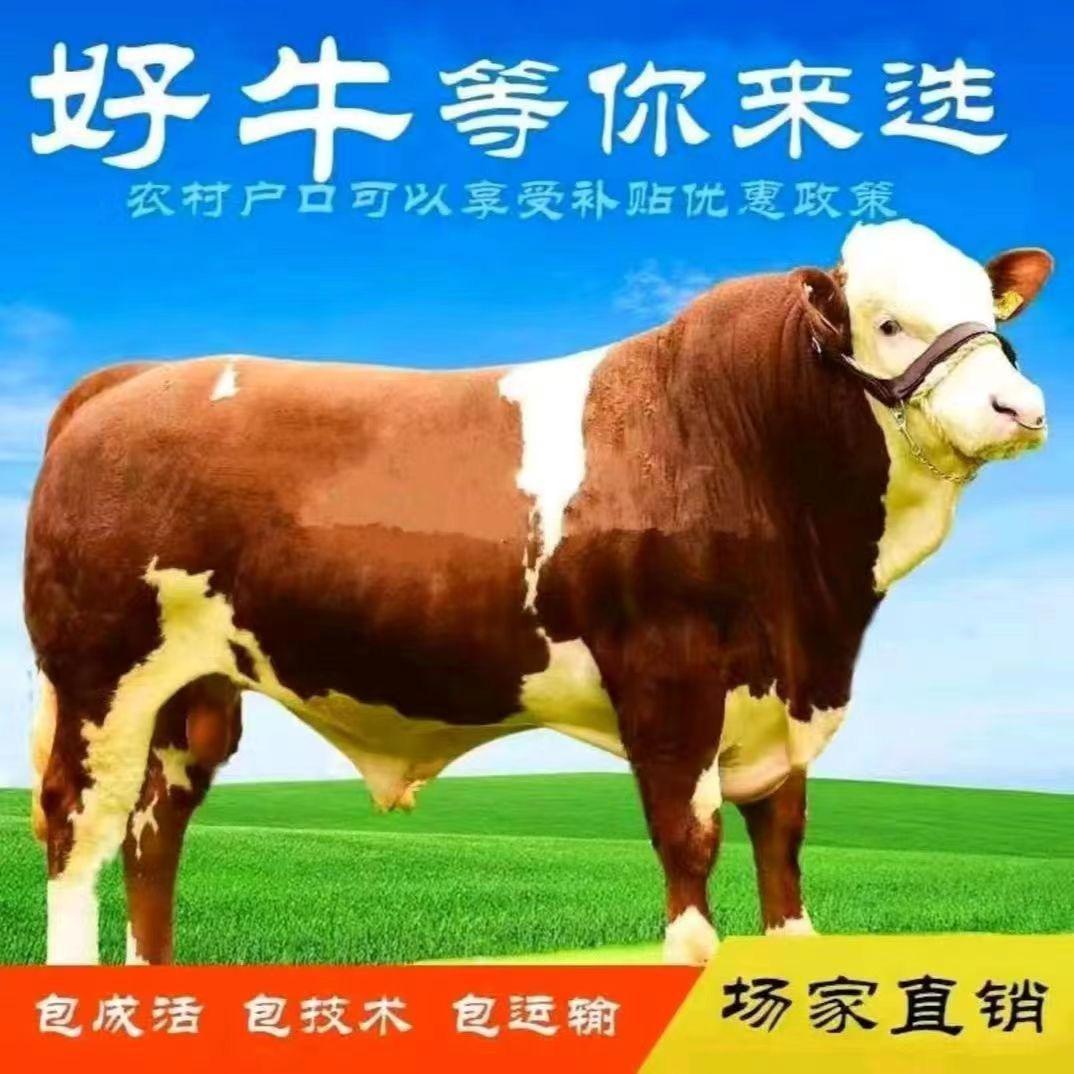 嘉祥乡农牛羊养殖场