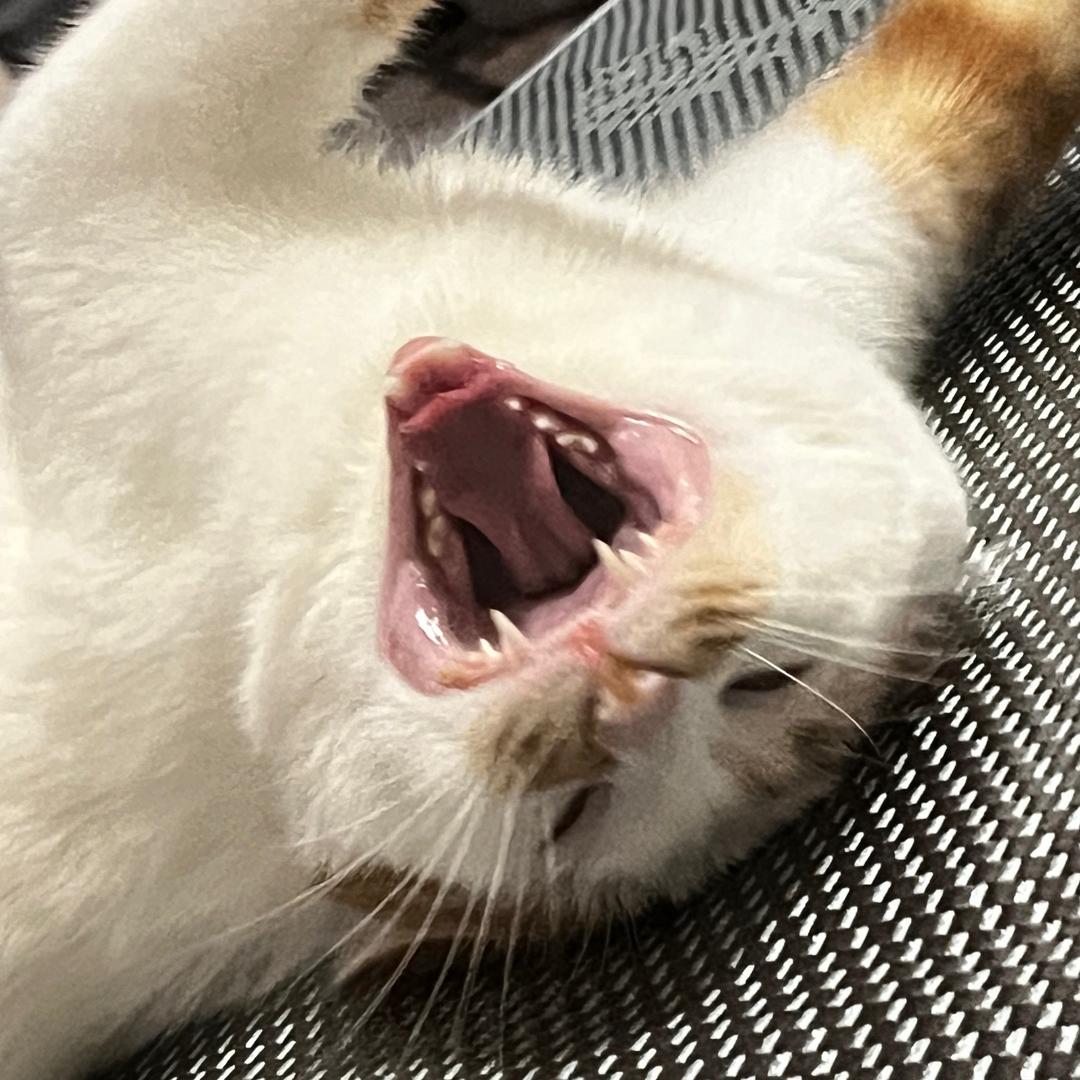 半糖奶黄包（戒谷中）