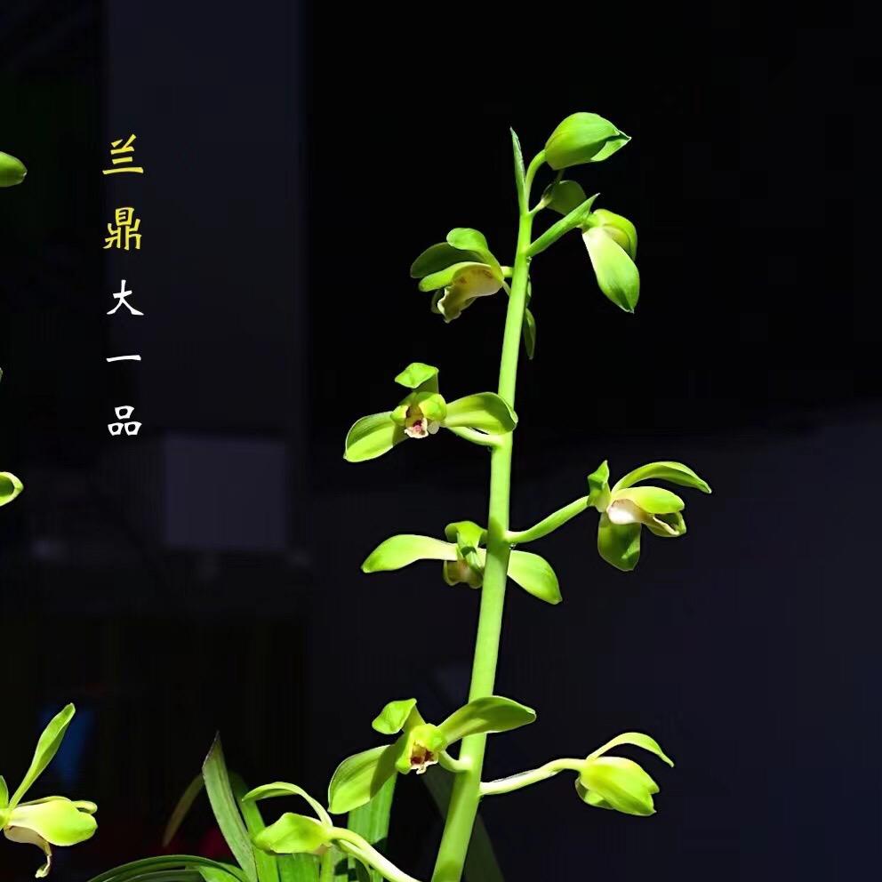 小胖猪