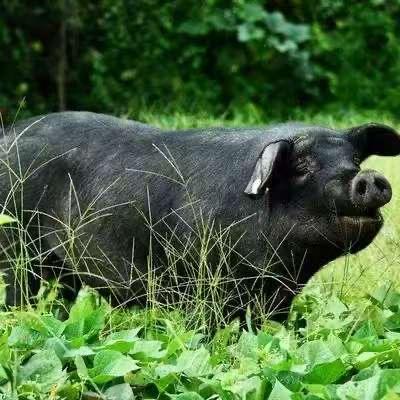 老庄户黑土猪肉