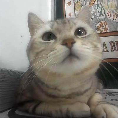 猫咪咪不加班🙋