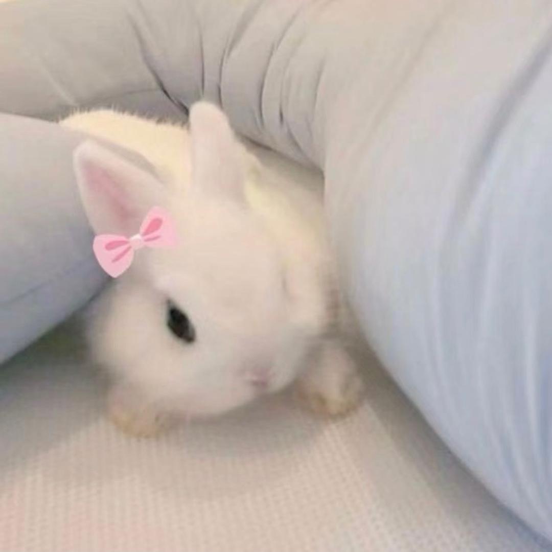 阮阮