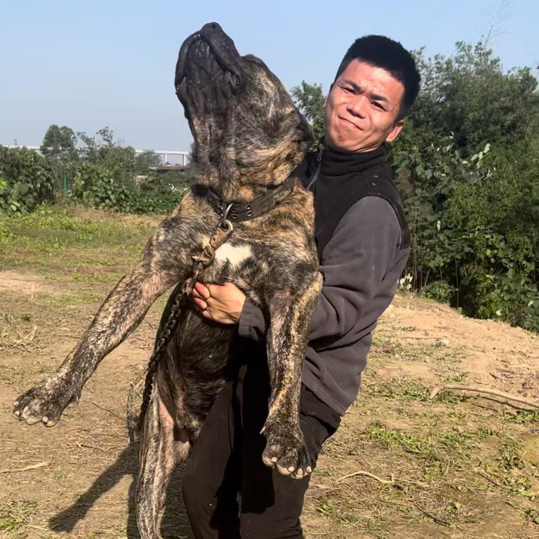 养猛犬的王老师