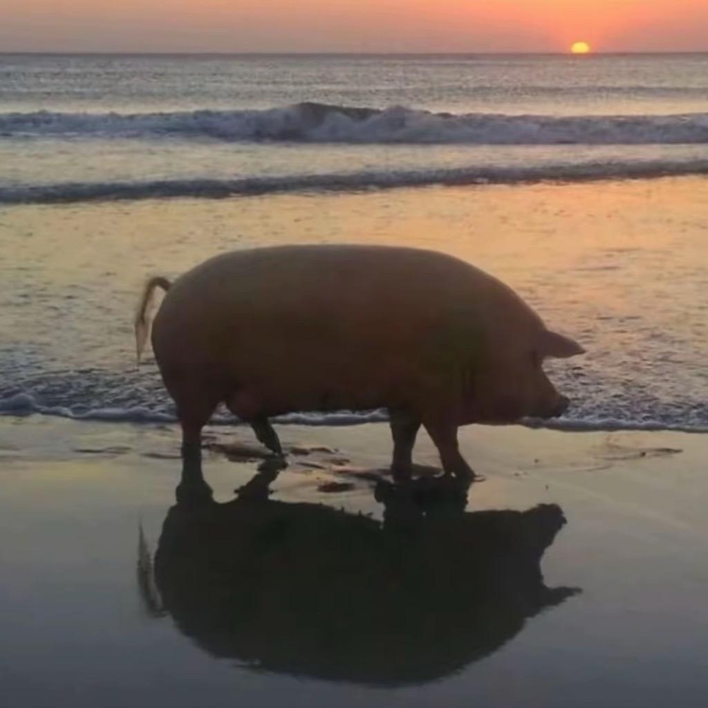 肥的圆不隆咚圈