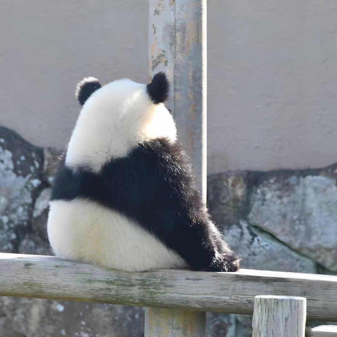 橘子