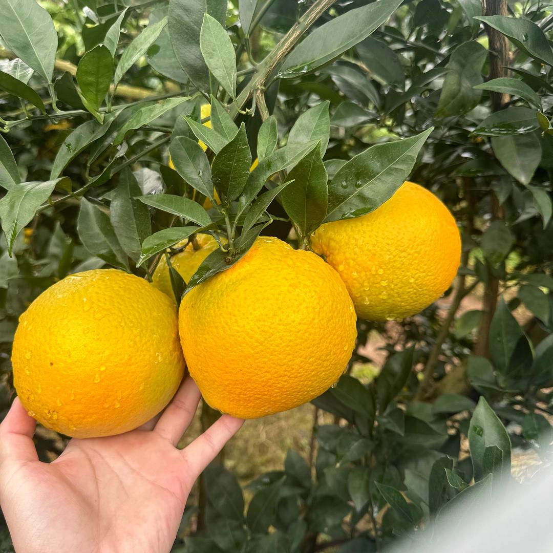 可得农产品–赣南脐橙