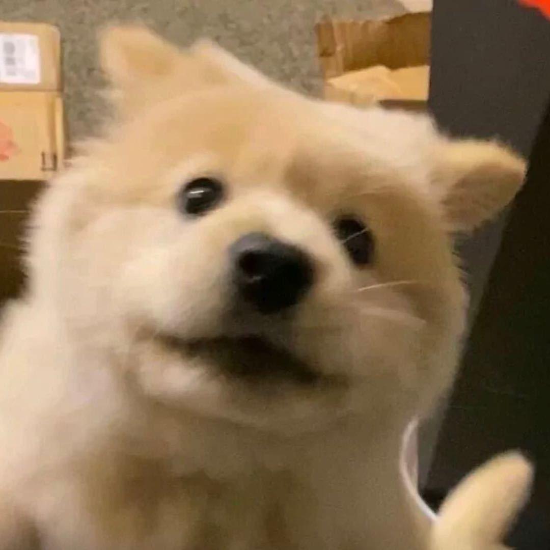 可爱的迪迦
