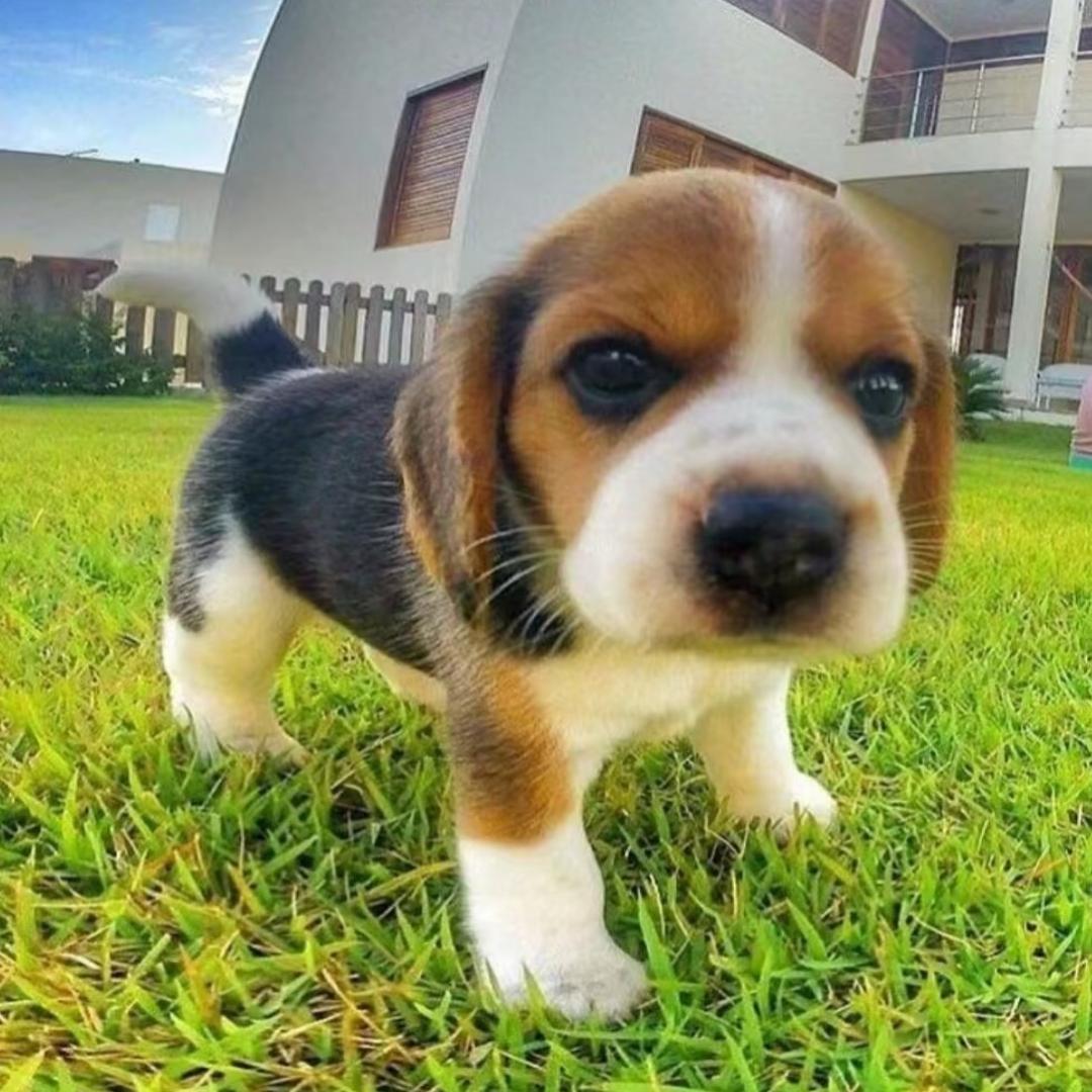 吃饭的时候不饿