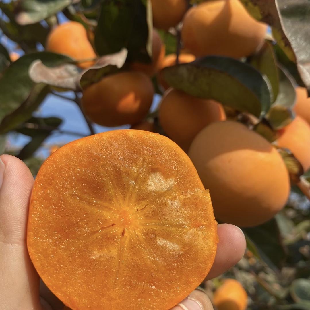 沐庭果树苗木专营店直发