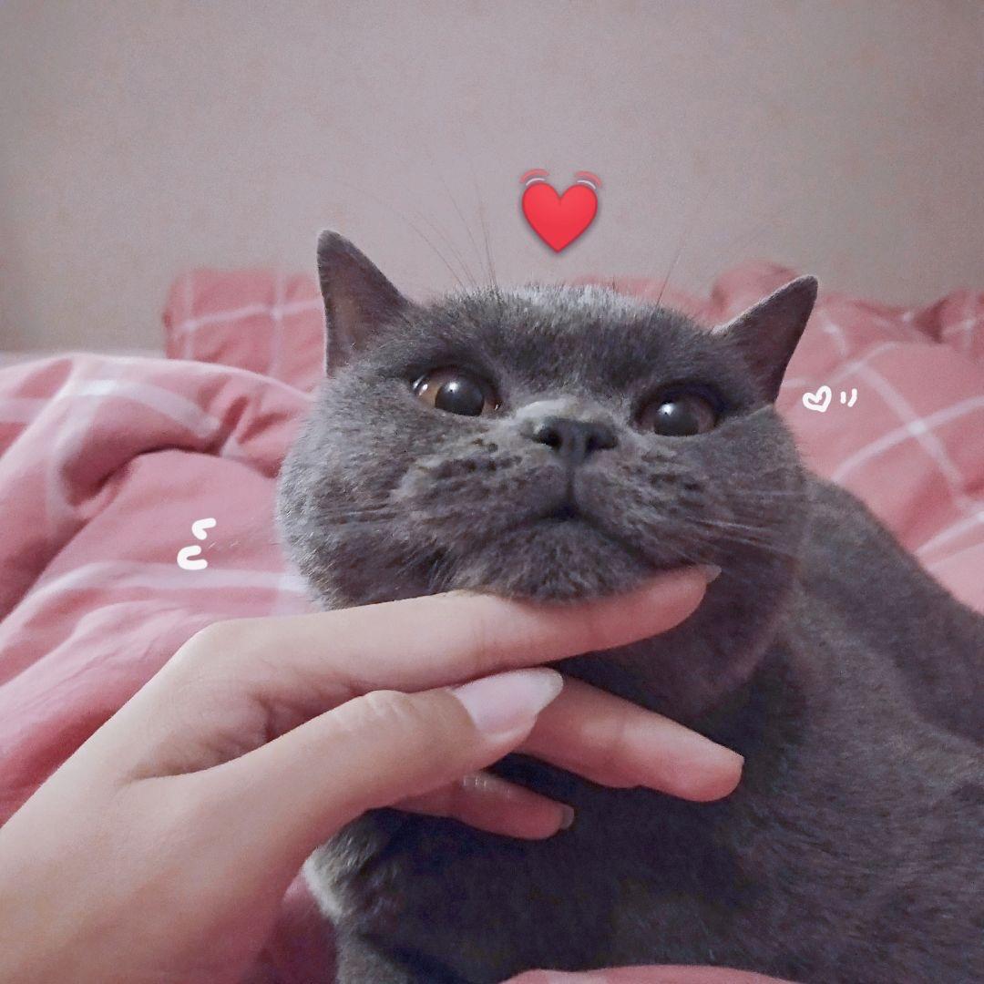 杨二蛋