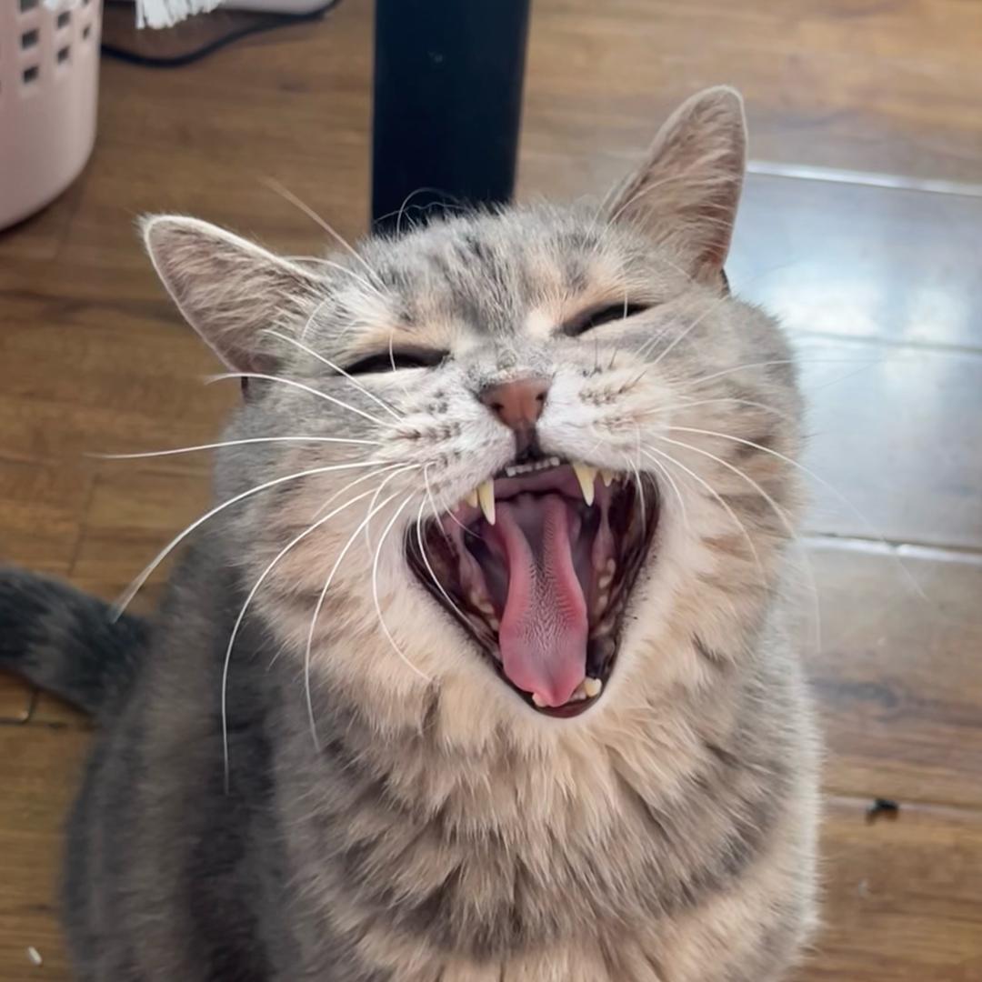 啾啾小肥肥～