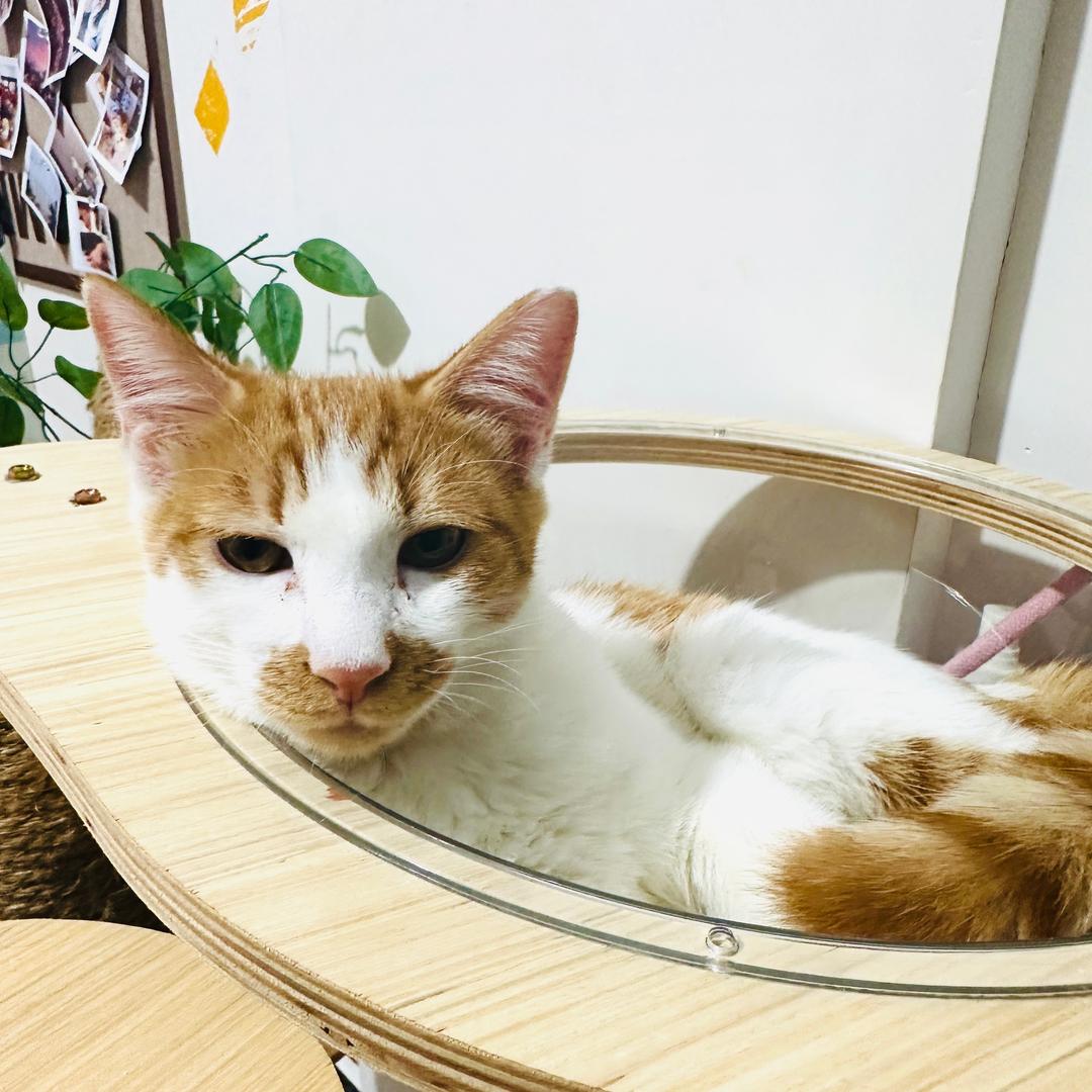 多多是只喵