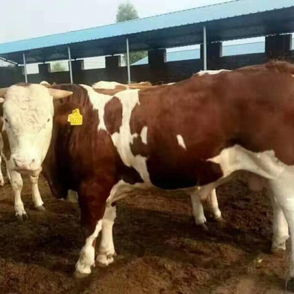 坤盛肉牛养殖