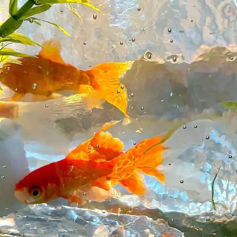 温柔小仙女🧚‍♀️