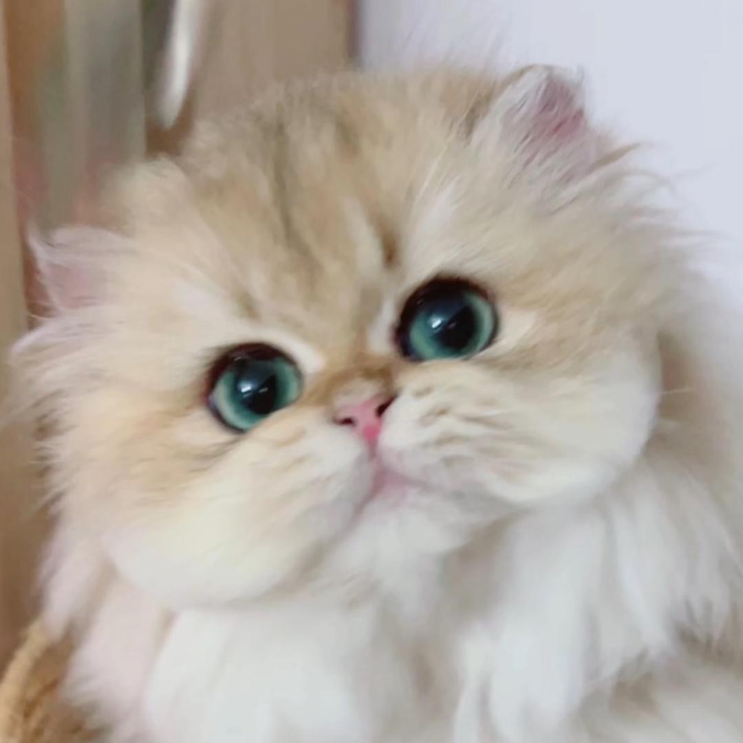 盛世奢宠-｛妮妮｝繁育级渐层猫