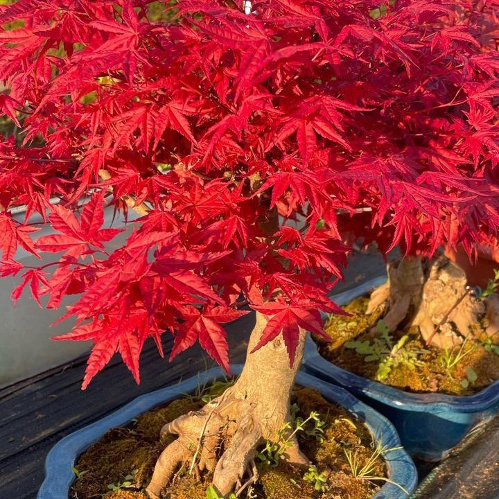 花伴四季苗木