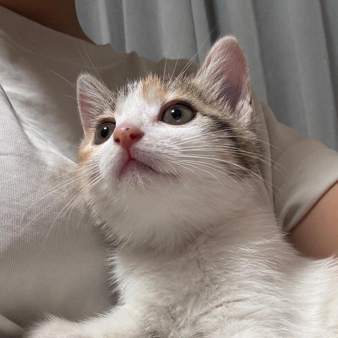 自由泳