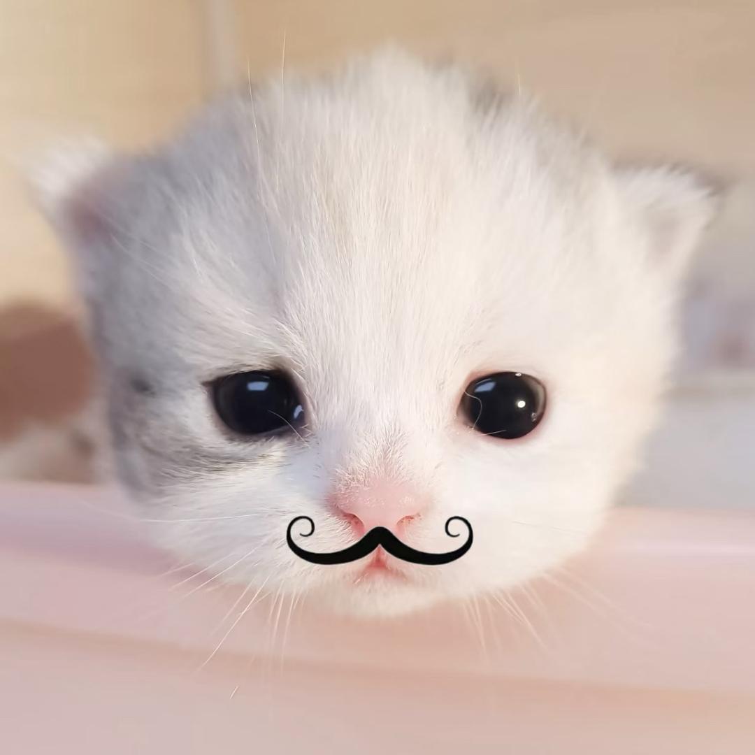 Qioiฅ