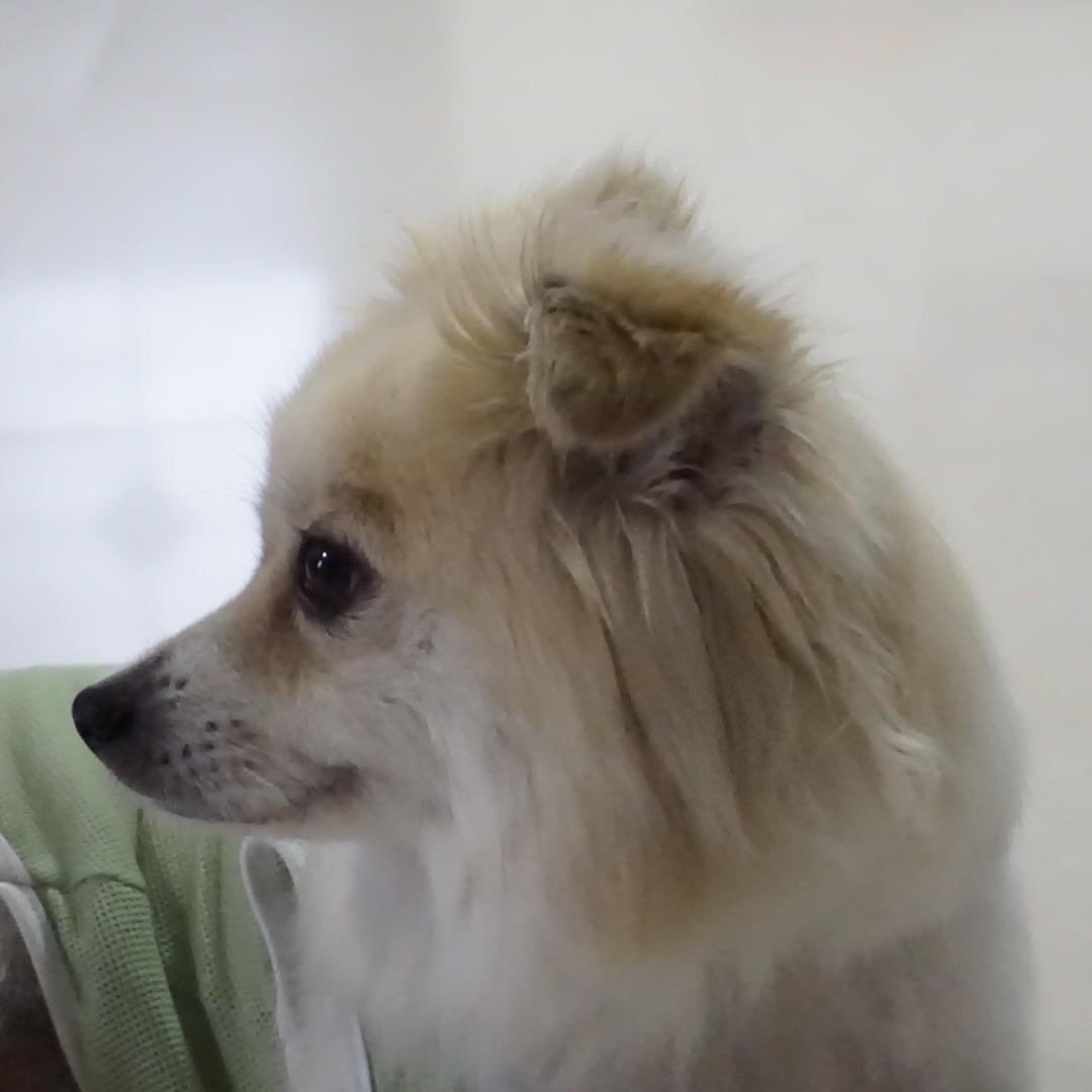 我们家的小布丁