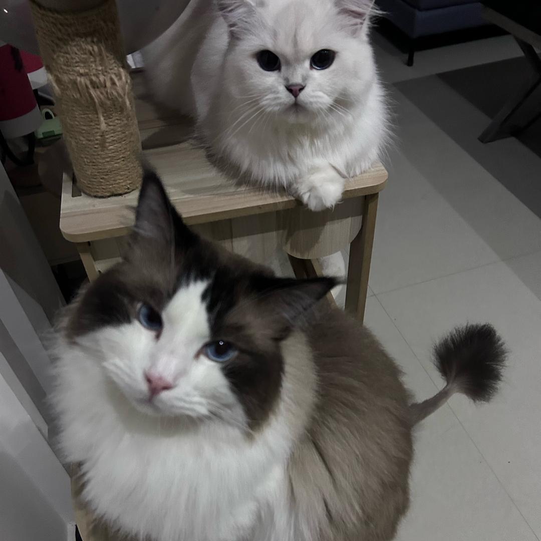 小帅和小美🐱