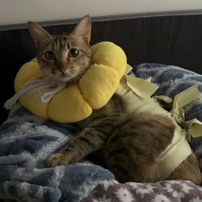 吸秃所有猫猫