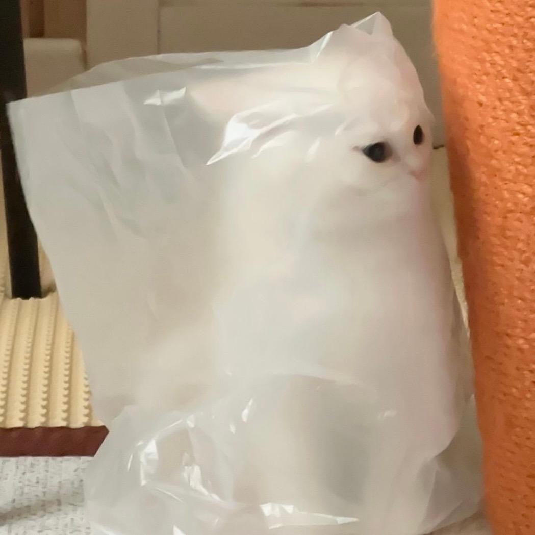 哈基咪