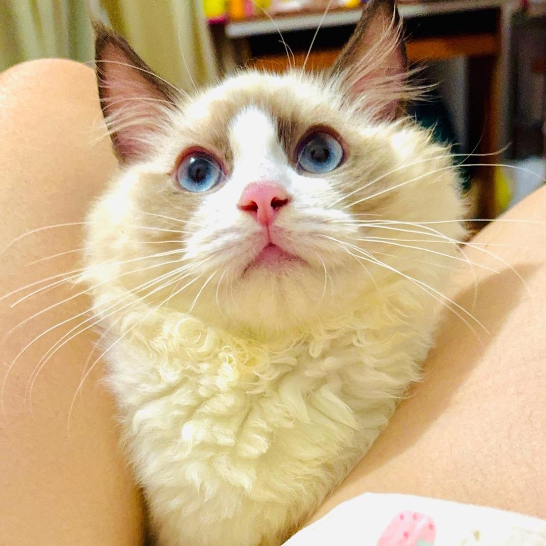👑甜心的鬼❤️