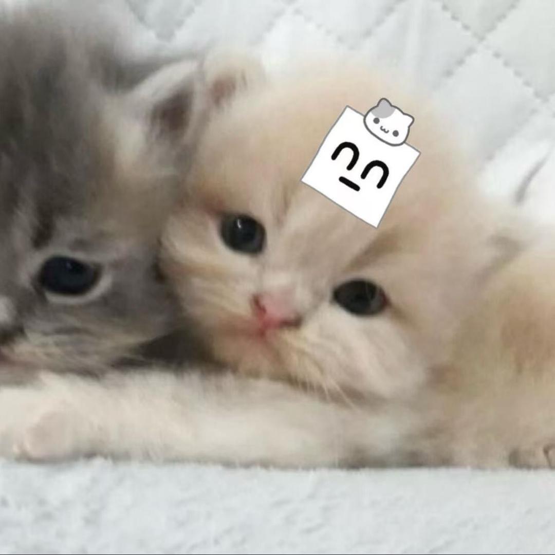 布丁狗帕恰
