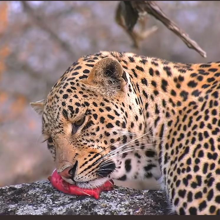 不是看见星星才想你