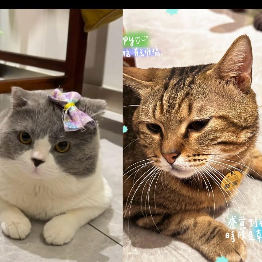胖虎_财宝