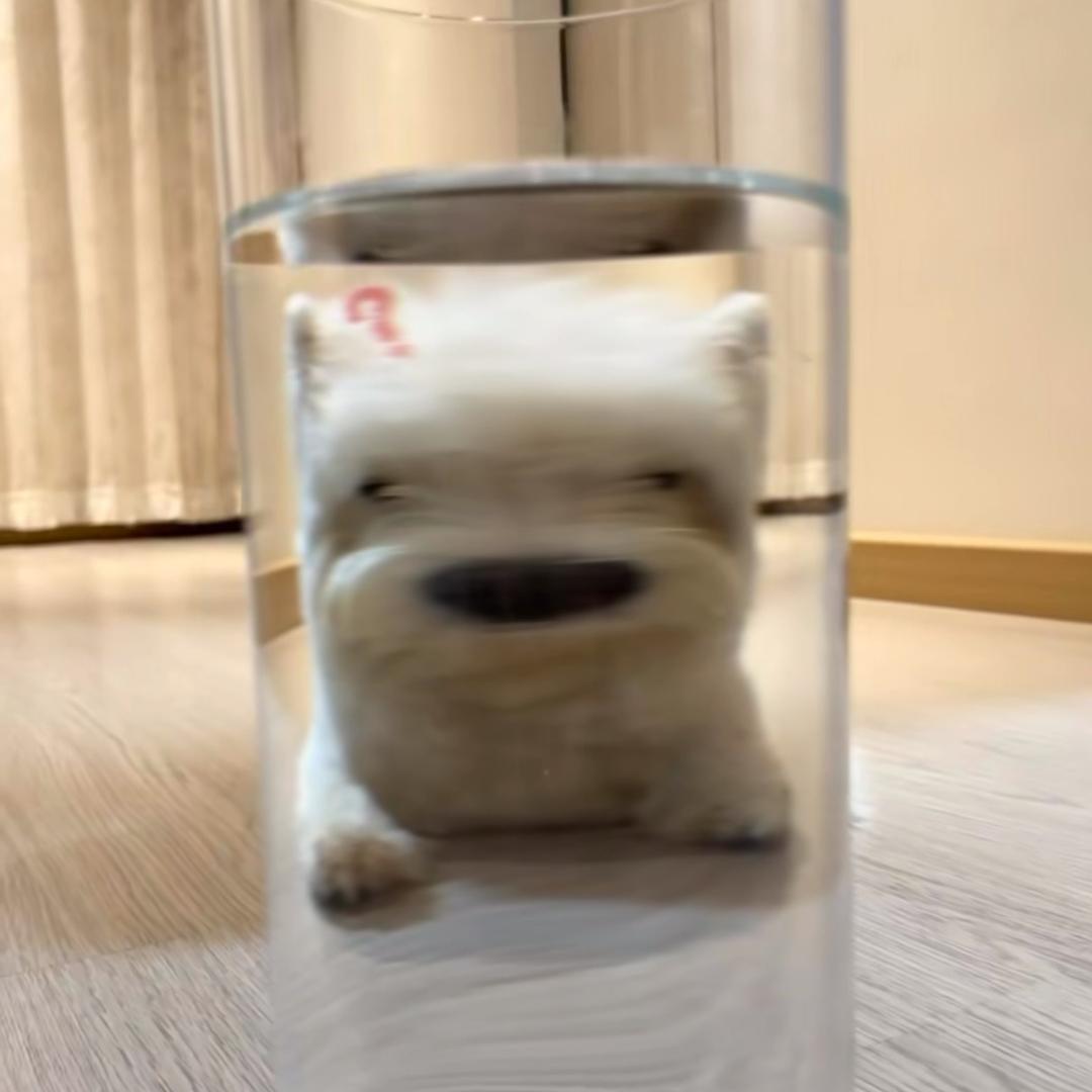 吉伊昂姜