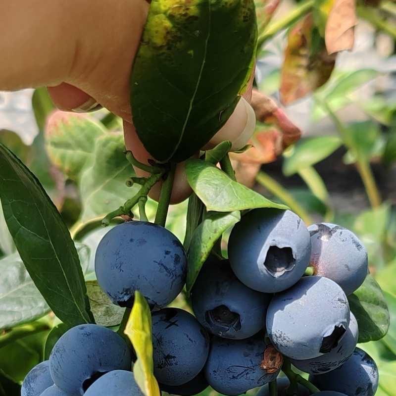 云中意果树苗木园林