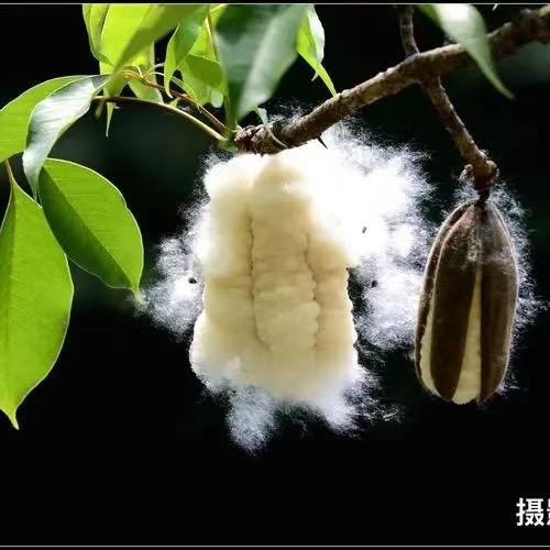 顺天然返璞生活