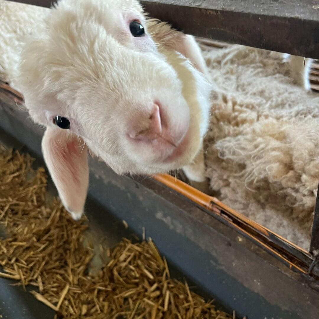 🐺草原特产美食